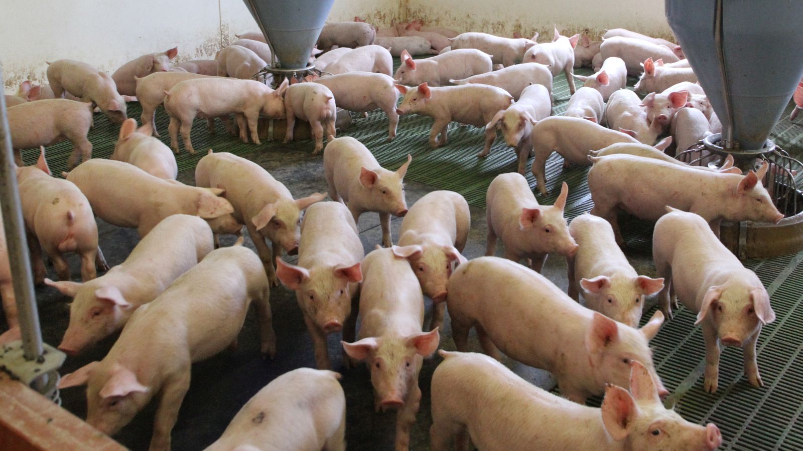 Group of housed pigs on plastic slats